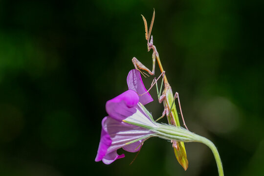 mantis
