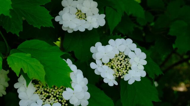 Viburnum opulus, the guelder-rose or guelder rose is a species of flowering plant in the family Adoxaceae, formerly Caprifoliaceae. Shrub. Springtime. Beautiful white blossoms