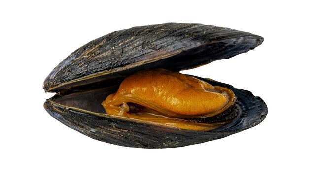 One fresh open mussel shell with orange meat inside isolated on transparent background