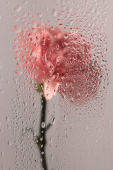 Fototapeta premium Smoke selected soft focus cream beige pink carnation Flower through glass with wet flow water drops. Abstract natural blur background.
