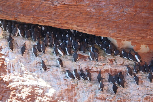 Common murre or common guillemot (Uria aalge, Trottellumme)
