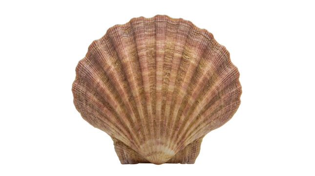 Single brown scallop seashell isolated on a bright surface isolated on transparent background