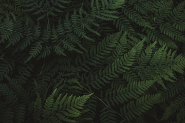 Lush green fern leaves in forest. Vibrant green fern fronds overlapping in a natural forest environment close-up © Krafla