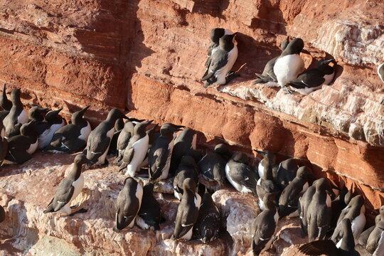 Common murre or common guillemot (Uria aalge, Trottellumme) | On the Lummenfelsen, Heligoland