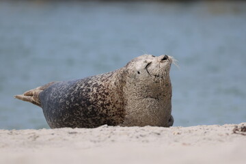 Harbor seal (Phoca vitulina, Seehund) - At the Düne on Heligoland © ¡zenzen!