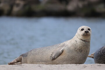 Harbor seal (Phoca vitulina, Seehund) - At the Düne on Heligoland © ¡zenzen!