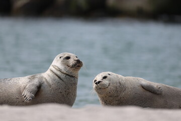 Harbor seal (Phoca vitulina, Seehund) - At the Düne on Heligoland © ¡zenzen!