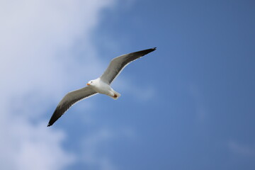 Obraz premium Great black-backed gull (Larus marinus, Mantelmöwe) on Heligoland