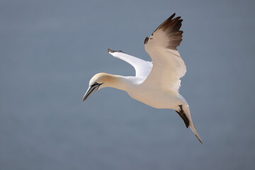Fototapeta premium Northern gannet (Morus bassanus, Basstölpel) - At the Lummenfelsen on Heligoland