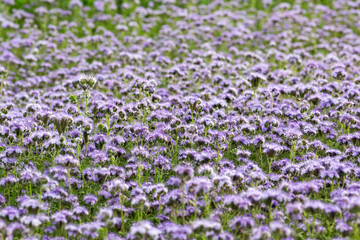 Obraz premium Phacelia, a plant known as one of the best honey plants and as a green manure for soil improvement.