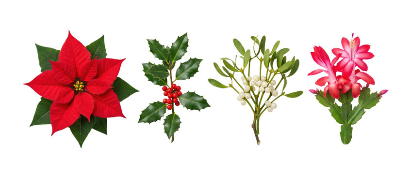 Christmas plants poinsettia holly mistletoe Christmas cactus, isolated on transparent background