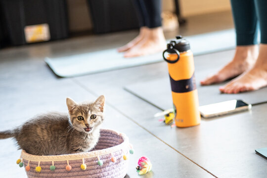 A kitten standing in a basket meowing while people stand around her on yoga mats.