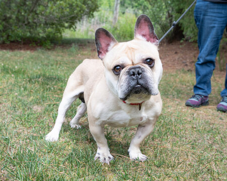 french bulldog looking at the camera