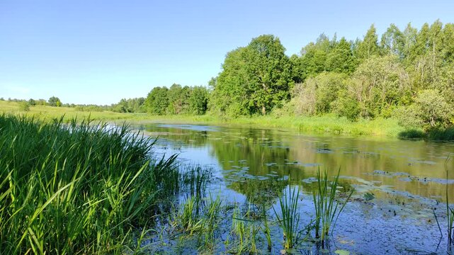 River and forest №6