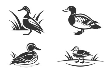 Fototapeta premium Four black and white duck illustrations in nature setting