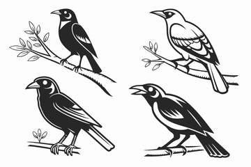Fototapeta premium Four black and white birds perched on branches