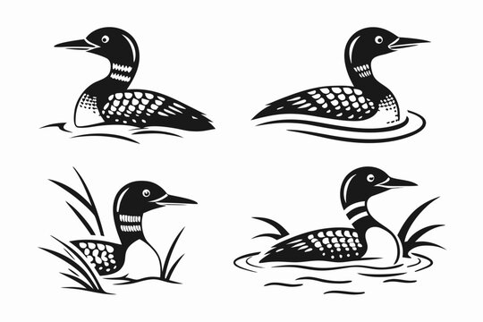 Four loons swimming in water illustration
