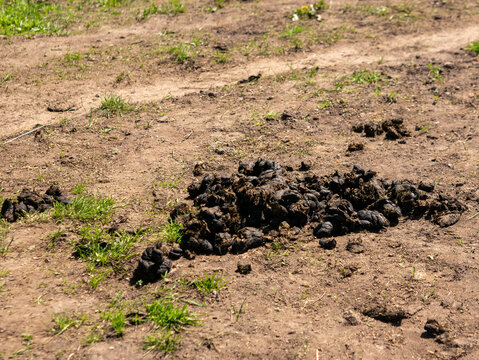 A large pile of fresh organic horse manure sits on a dusty dirt track with sparse green grass on a sunny day.