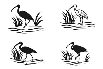 Obraz premium Black and white birds standing in shallow water