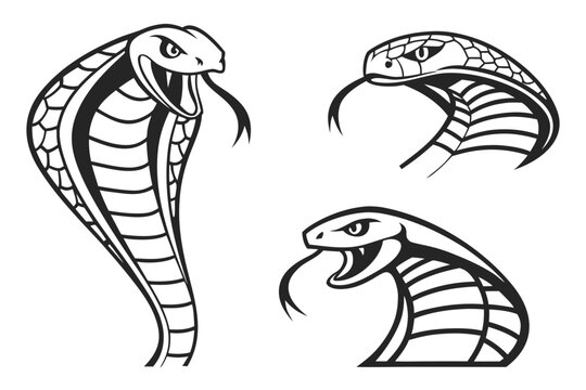Three cobra snake heads illustration