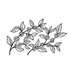 Fototapeta premium Minimalist coffee plant branch line art with clean bold outlines, featuring coffee cherries and leaves. Simple botanical illustration isolated on white, ideal for branding, packaging, logo, and modern