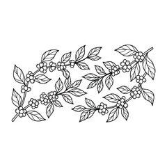 Fototapeta premium Minimalist coffee plant branch line art with clean bold outlines, featuring coffee cherries and leaves. Simple botanical illustration isolated on white, ideal for branding, packaging, logo, and modern