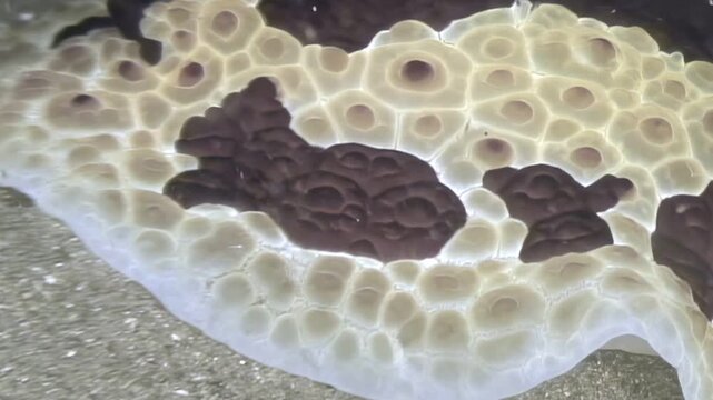 Dive into the mysteries of the deep Observe a strange textured tunicate with brown and white spots on the ocean floor. What could this rare creature be