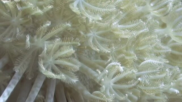 Observe the intricate beauty of a white soft coral. Its numerous delicate polyps gently expand and retract, creating a mesmerizing, rhythmic dance deep within the sunlit ocean reef during the day.