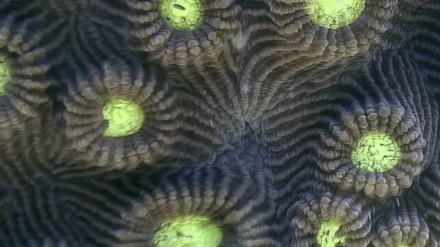 Close-up view of a mesmerizing brain coral reveals intricate brown-purple patterns.