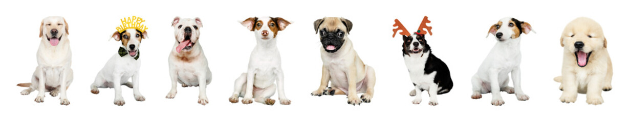 Obraz premium PNG Adorable dogs wearing festive accessories on transparent background
