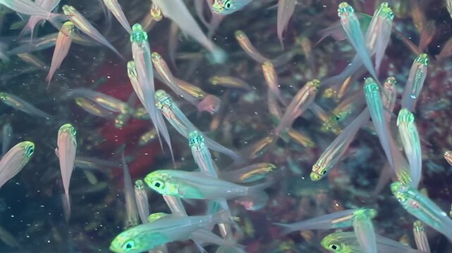 A captivating school of translucent, jewel-like glassfish gracefully swirls together in their vibrant underwater reef habitat. Their delicate forms dance within the sunlight.