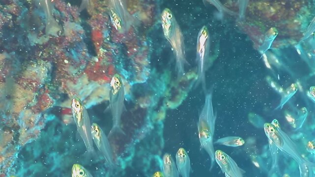 A dazzling school of countless tiny glassfish gracefully dances within the vibrant blue waters of an intricate coral reef grotto.