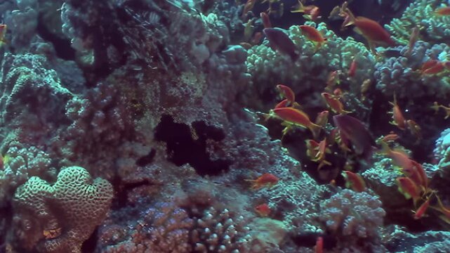 Mesmerizing underwater journey unveils hundreds of small, luminous orange fish gracefully navigating vivid coral reef. Their synchronized movements create aquatic spectacle in sunlit depths.