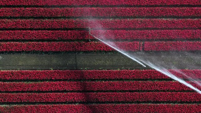 Blooming red tulip field with irrigation sprinkler in rural landscape in Europe
