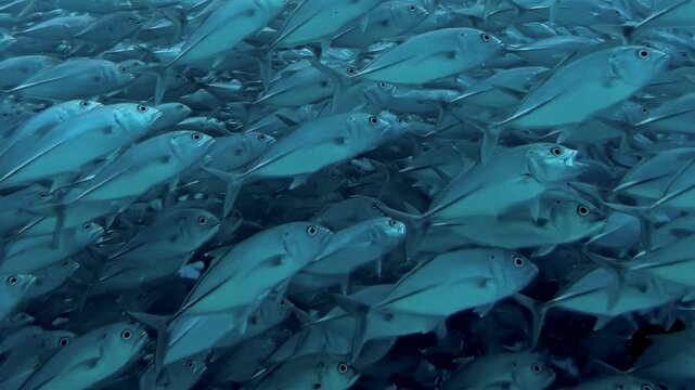 A vast school of tuna fish gracefully navigates the open ocean's azure depths.