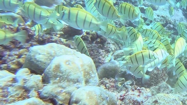 A large school of striped tuna fish moves dynamically across a bustling coral reef habitat.