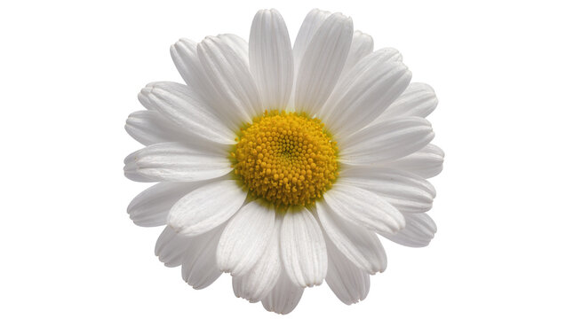 Isolated charming fresh white daisy flower with bright yellow center in full bloom closeup