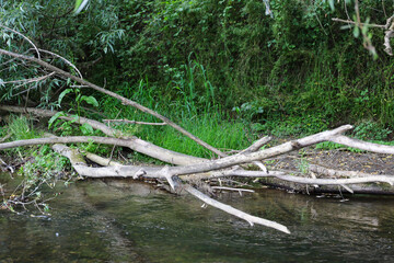 Dry fallen tree trunks and branches lie on the bank right by the water of a forest river. The windbreak is partially submerged in water, creating natural obstacles along the green slope with thick gra © Олег Струс