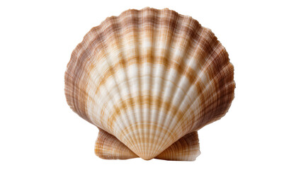 Isolated elegant natural scallop shell with striking brown and white striped patterns. © Aoife