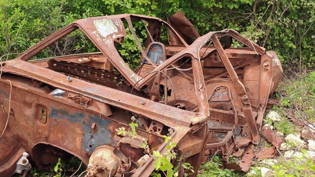 Rusted car wreck abandoned and overgrown with green bushes in nature