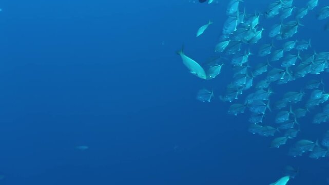 An immense school of tuna fish gracefully swirls and swims through the pristine underwater world of Cocos Keeling Islands. A captivating marine spectacle unfolds in the azure depths.