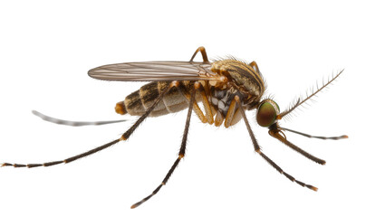 Isolated close-up detailed view of a mosquito insect pest with clear wings and long legs © Conor