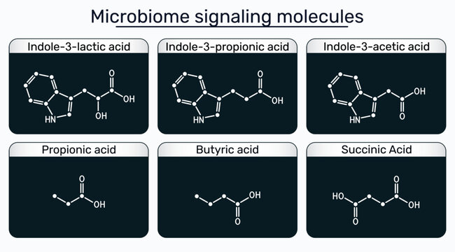 Microbiome signaling molecules. Indole-3-lactic, indole-3-propionic, indole-3-acetic, propionic, butyric, succinic acids. Gut microbiota metabolites infographic