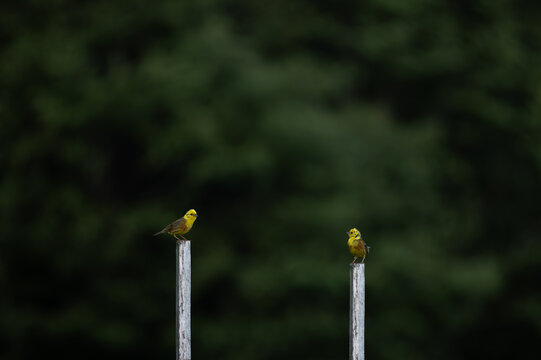 Two yellowhammer birds perched on weathered wooden fence posts in green meadow with dark forest background and large copy space
