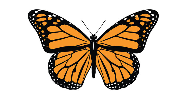 monarch butterfly in flat vector style with orange wings on white background silhouette insect wing black animal nature wildlife graphic