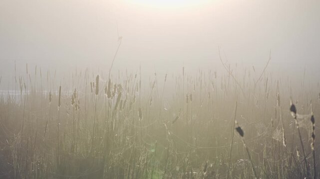 Wide wetland scene featuring cattails, spider webs, morning fog, and natural bird sounds at sunrise.