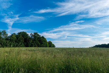 Fototapeta premium Bright blue sky covers green field with trees in background during daytime
