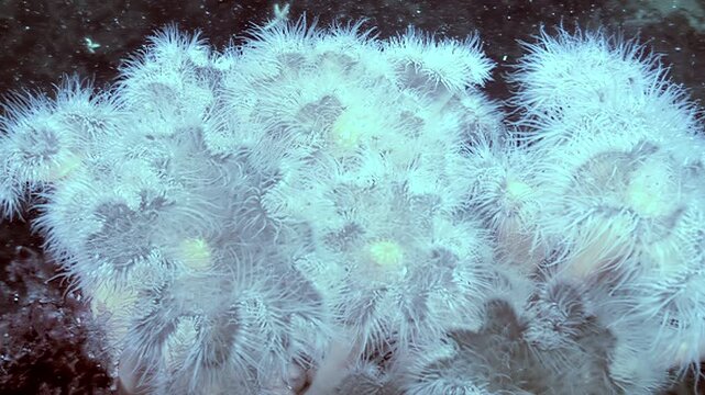 A colony of Metridium senile sways gently in the cold Arctic current. The delicate tentacles filter the water, searching for tiny morsels in the deep sea environment.