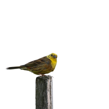 Isolated yellowhammer bird perched on weathered wooden post with transparent background and detailed natural plumage