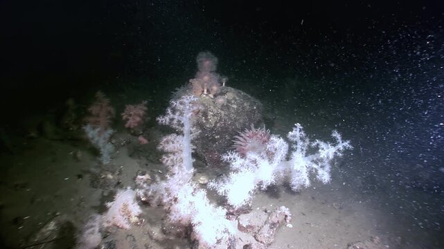 Delicate soft corals sway gently in the dim light of the White Sea's depths. Anemones cling to rocks, creating a surreal underwater landscape at twilight.
